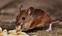 24 Hour & Emergency Exterminators in Nbc Tv Network, CA